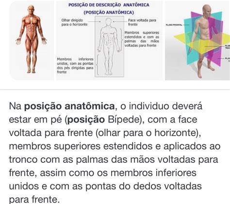 posição anatomica